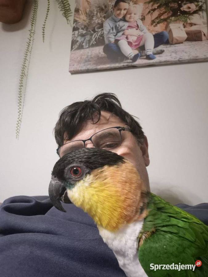 Barwinka czarnogłowa oswojona i dzikie łódzkie sprzedam