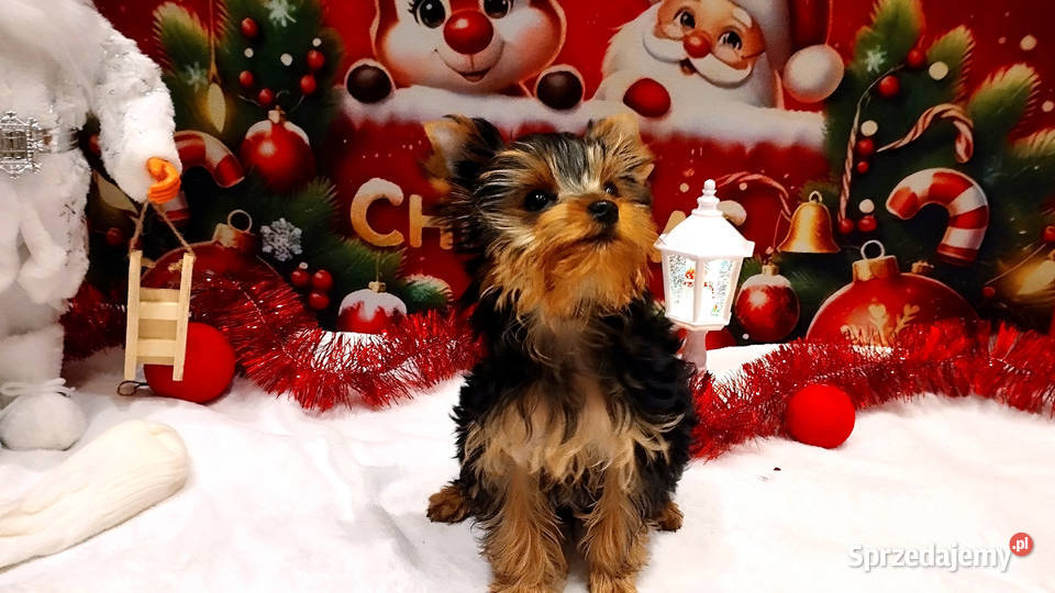 York szczenięta Championach z rodowodem hodowla dolnośląskie Wrocław