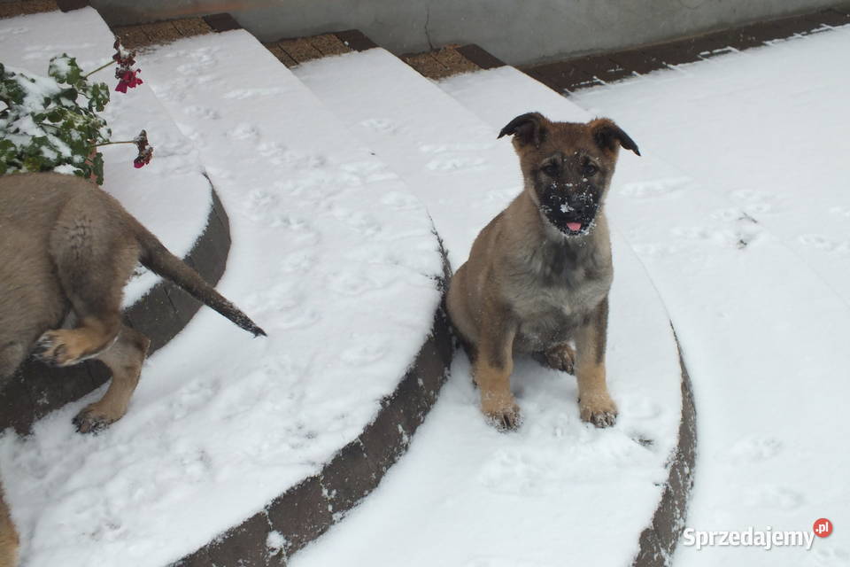 Owczarki niemieckie użytkowe