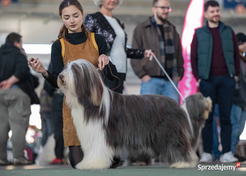 Bearded collie szczeniaki FCI Pozostałe Stargard