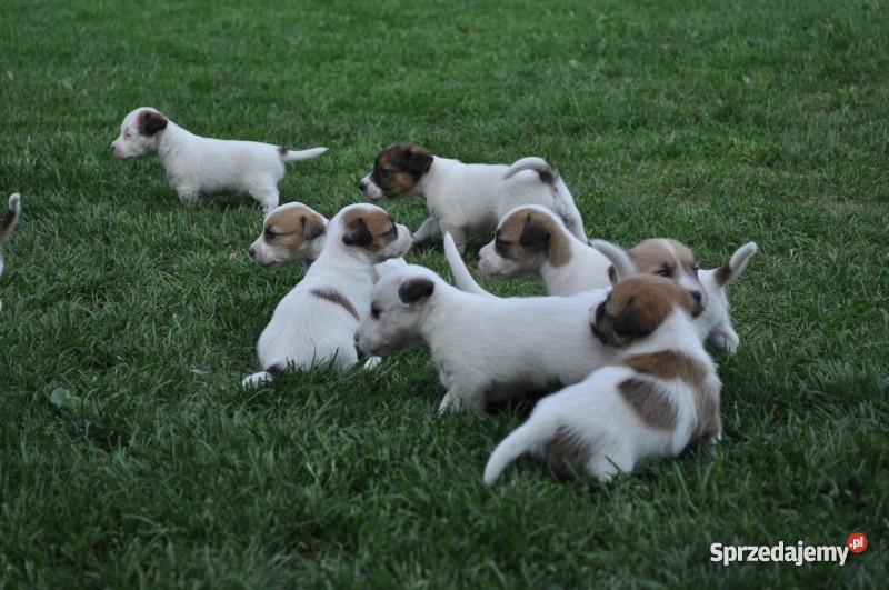 Jack Russell Terrier szczenięta lubelskie sprzedam
