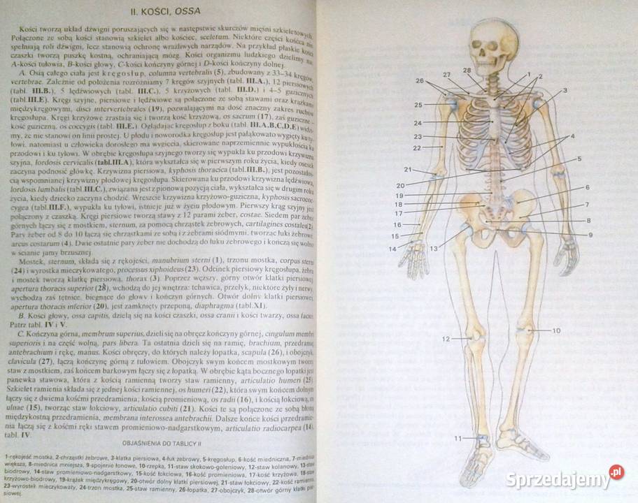 Mały atlas anatomiczny Witold Sylwanowicz medycyna, nauki medyczne lubelskie Chełm