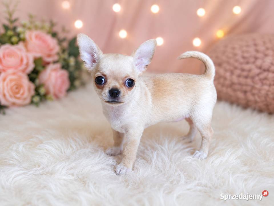 Chihuahua krótkowłosa sunia ZKwP FCI Świnoujście