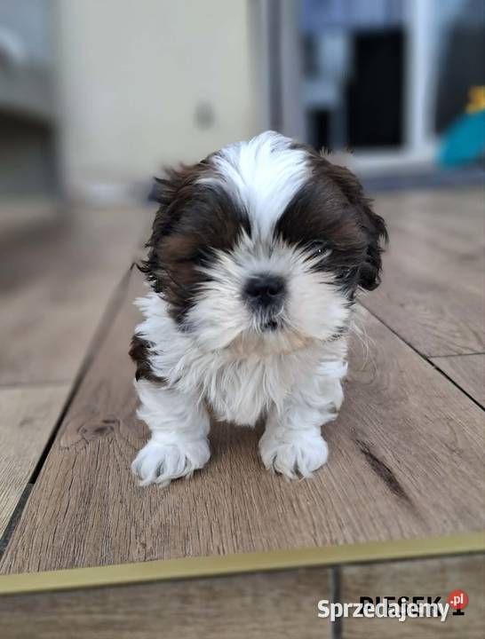 Sprzedam szczeniaczki Shih Tzu świętokrzyskie Nosów-Kolonie