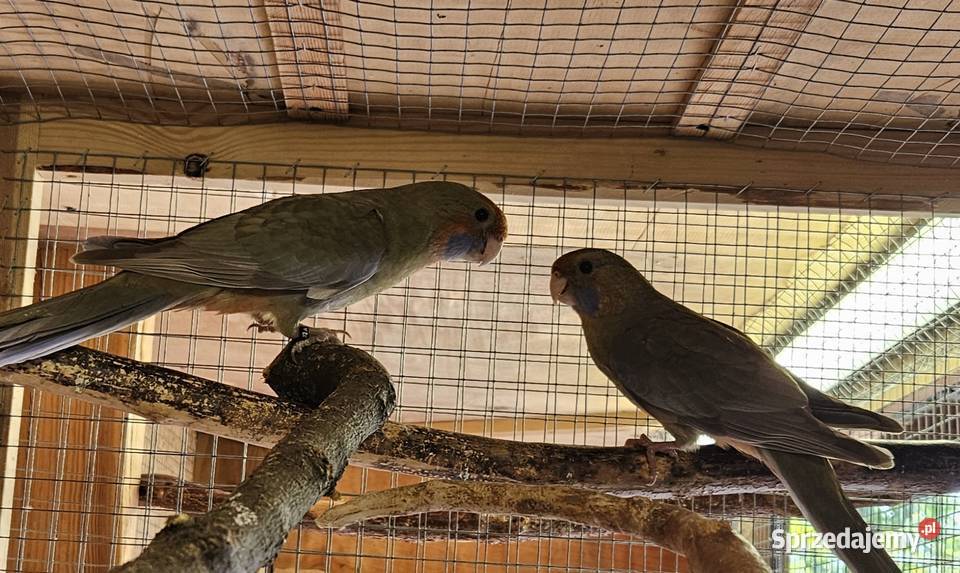 Sprzedam papugi Rozele Królewskie 2025r sprzedam