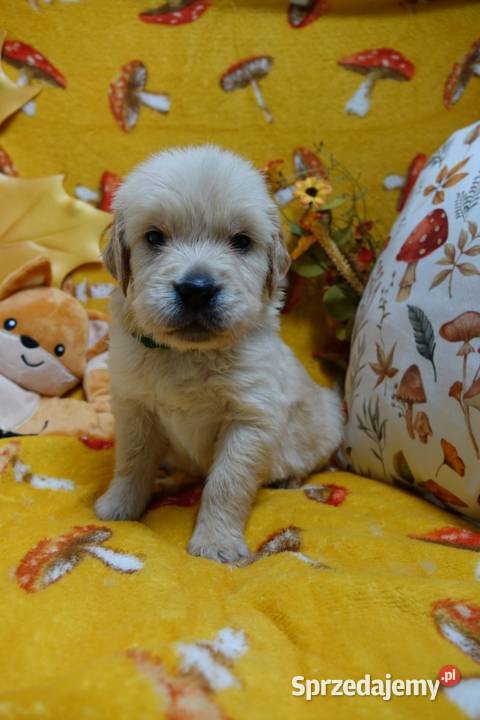 Golden Retriever pieski i suczki złote opolskie Tułowice
