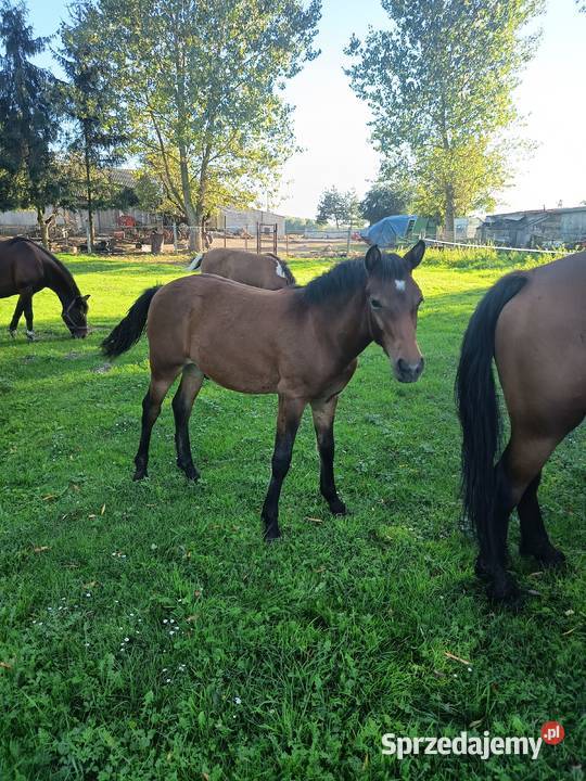 Sprzedam młode chucuły sprzedam