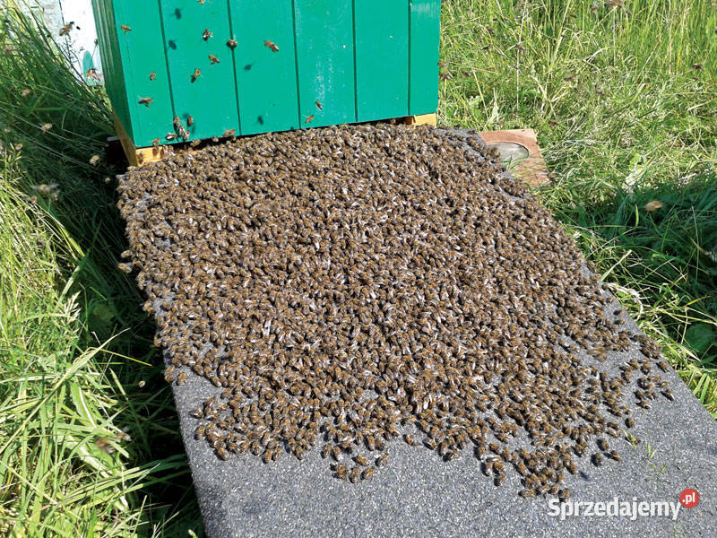 ROJE Rój Pszczół PSZCZOŁY Darmowo Usuniemy i Kraków
