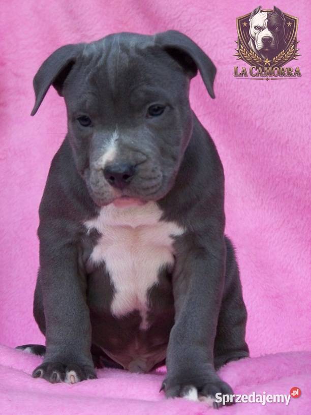 American Staffordshire Terrier Blue