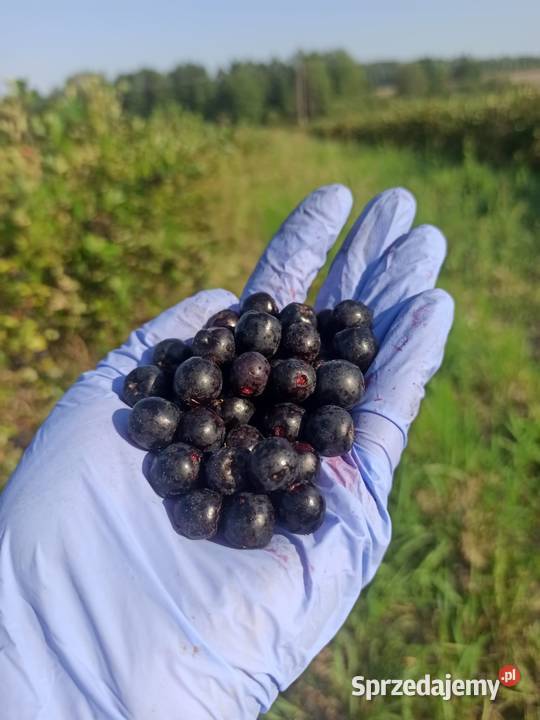 Aronia wysyłka cała Polska Wrocław