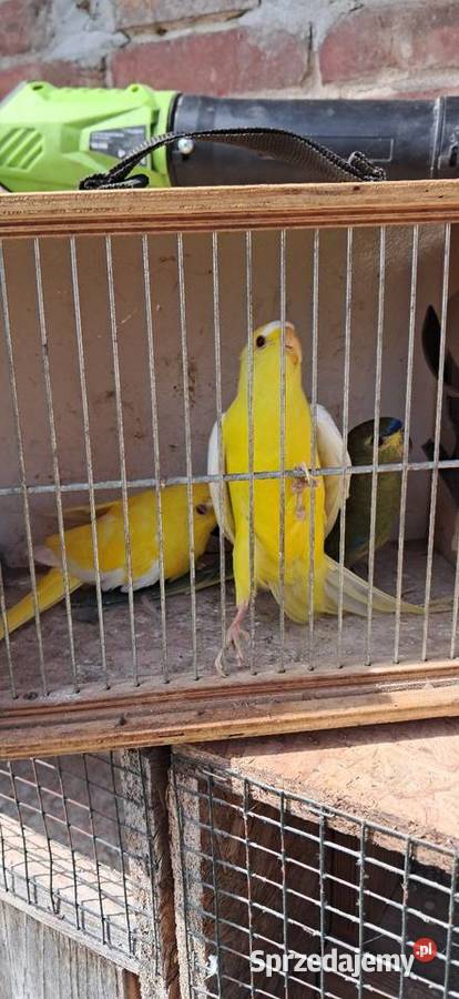 Łąkówki modrobrewe małopolskie Proszowice