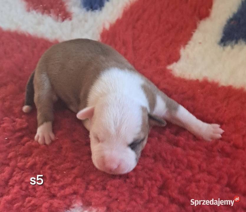 Amstaff ZKWP FCI śliczna suczka Koziegłowy