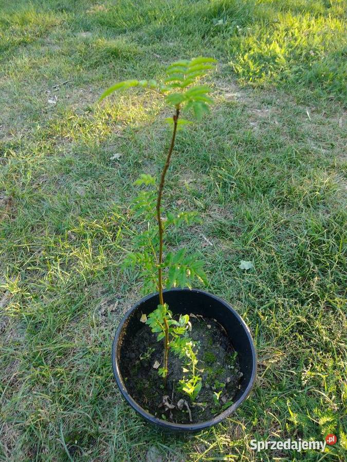 Klon jesionolistny jarzębina złotokap Mauryców