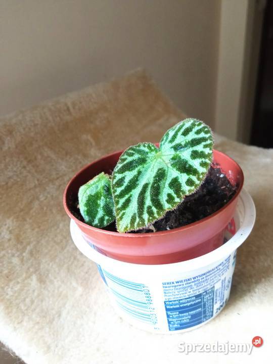 Żyworódki fiołki i inne kwiatki 10