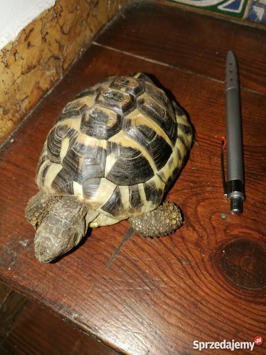 Żółwik Grecki Lądowy Bydgoszcz