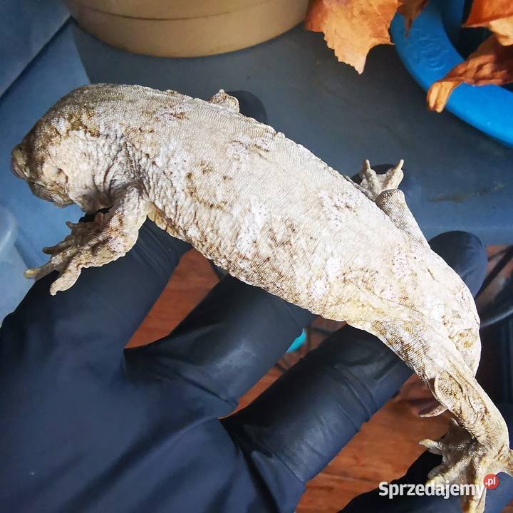 Gekon Olbrzymi Rhacodactylus Lechianus sprzedam