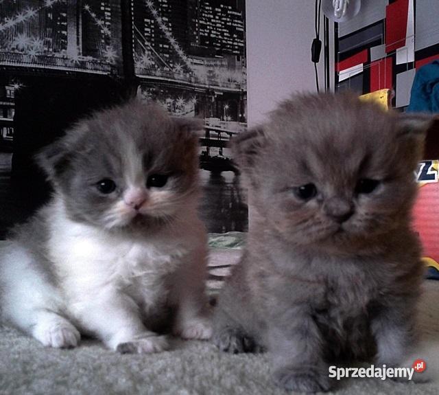 Pers Persy KotKotki Koty PERSKIE Koty Sarnów