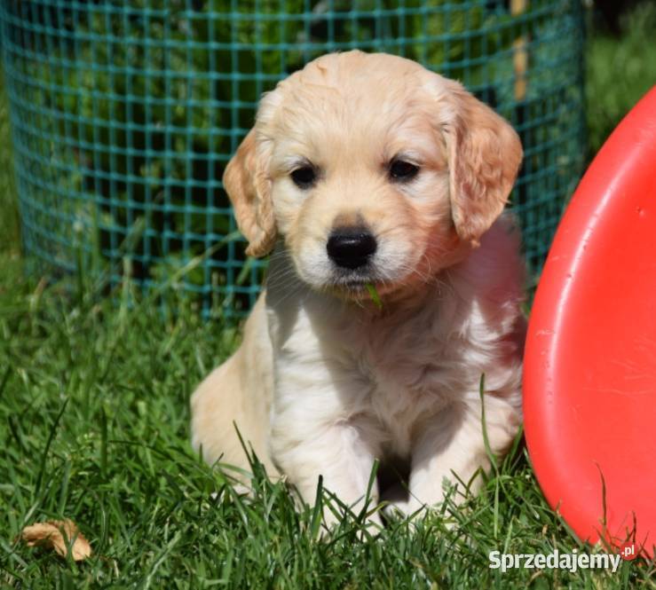 Golden Retriever szczenięta ZKWP FCI mazowieckie sprzedam