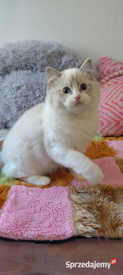 Kotka ragdoll blue lynx bikolor dolnośląskie Wrocław