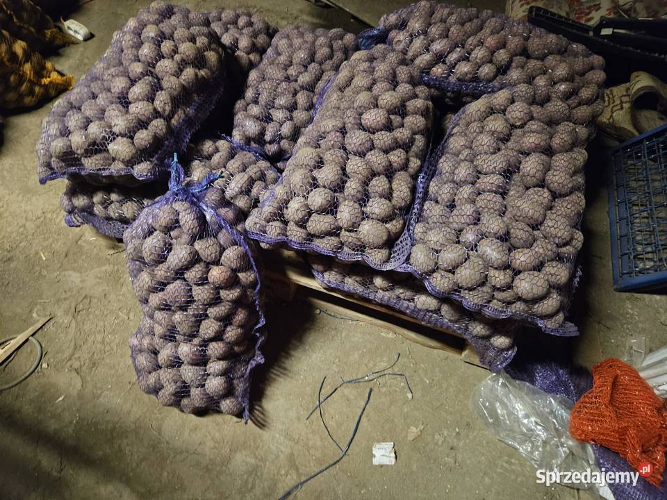 Ziemniaki sadzeniaki Baltic Rose