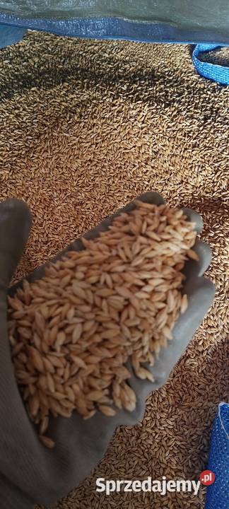 Jęczmień jaryzbiór 2025 sprzedam