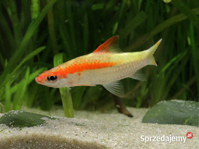 Brzanka Denisona odmiana GOLD Sahyadria