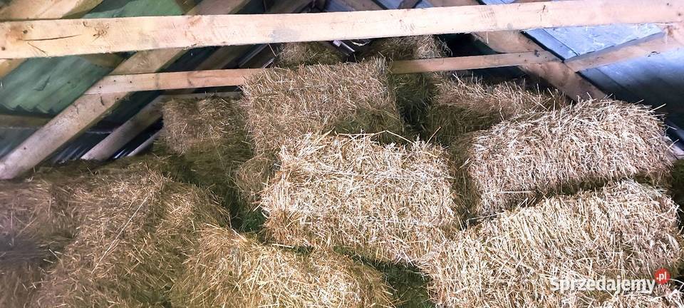 Słoma żytnia w kostce podłoże do ścielenia Łuków