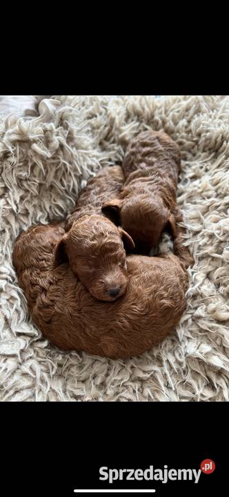Szczeniaki Pudel Red Toy Pozostałe Nidzica