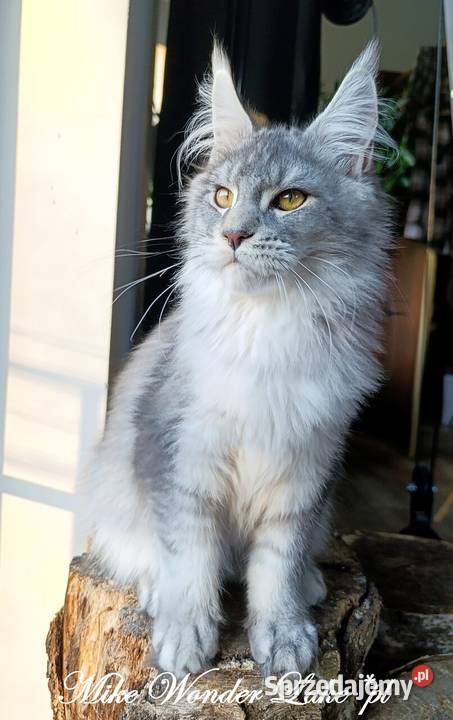 Czarny srebrzysty tikowany Maine Coon hodowlany Gdańsk sprzedam