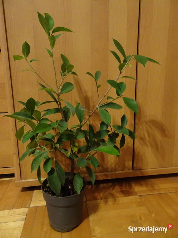Ficus fikus Benjamina Warszawa