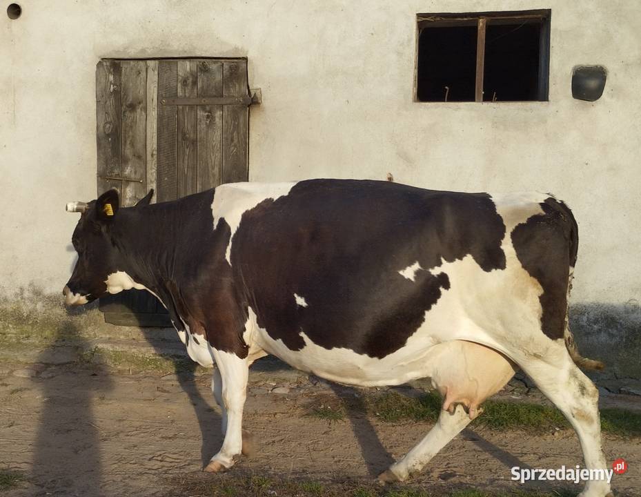 Sprzedam krowy cielne Lipowiec Kościelny sprzedam