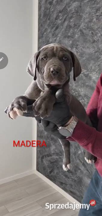 American Bandog Tuczna