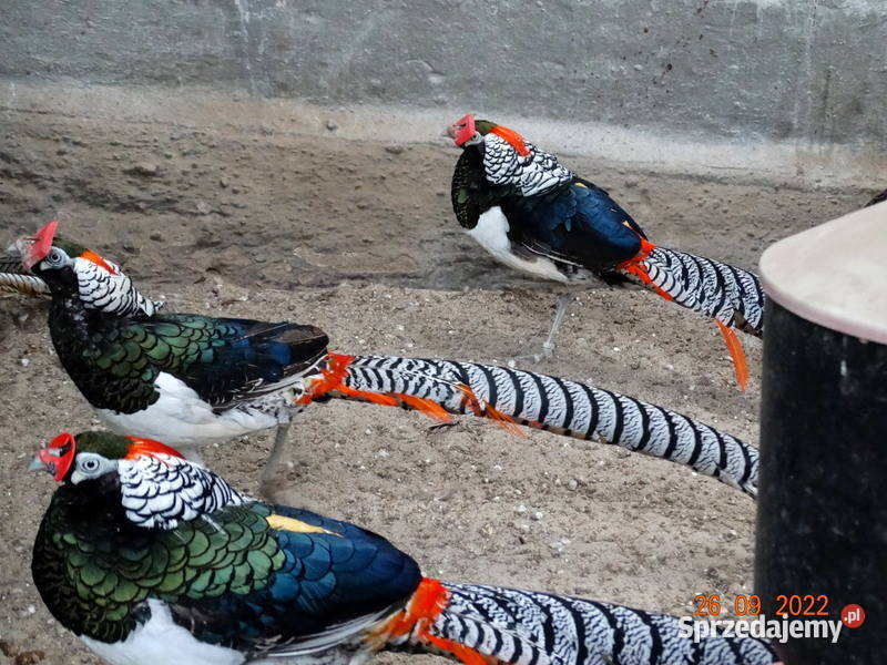 Sprzedam Bażanty Diamentowe z 2021r Bażant Samce wielkopolskie Gostyń sprzedam