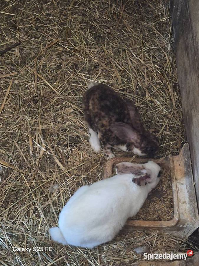 Króliki rex trójbarwny Dylągowa