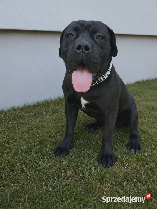 Cane Corso Reproduktor Łuków