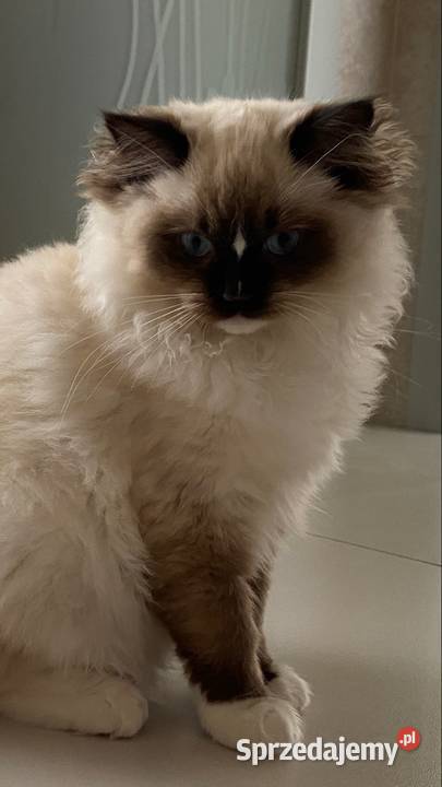 Kotka wystawowohodowlana FPL ragdoll śląskie