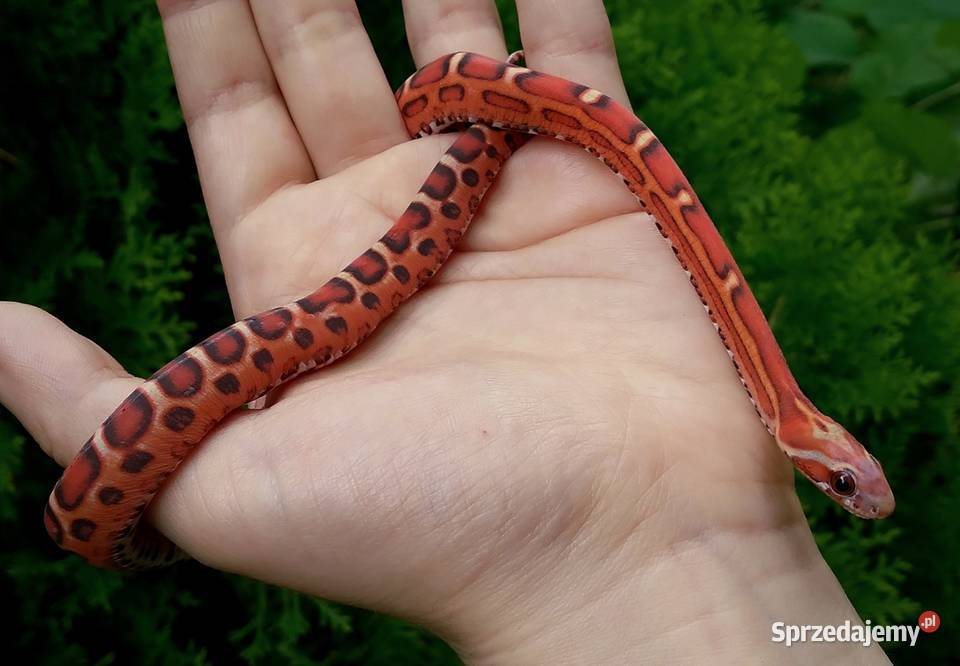 Wąż zbożowy samiec SCALELESS Red Factor het Hypo Warszawa