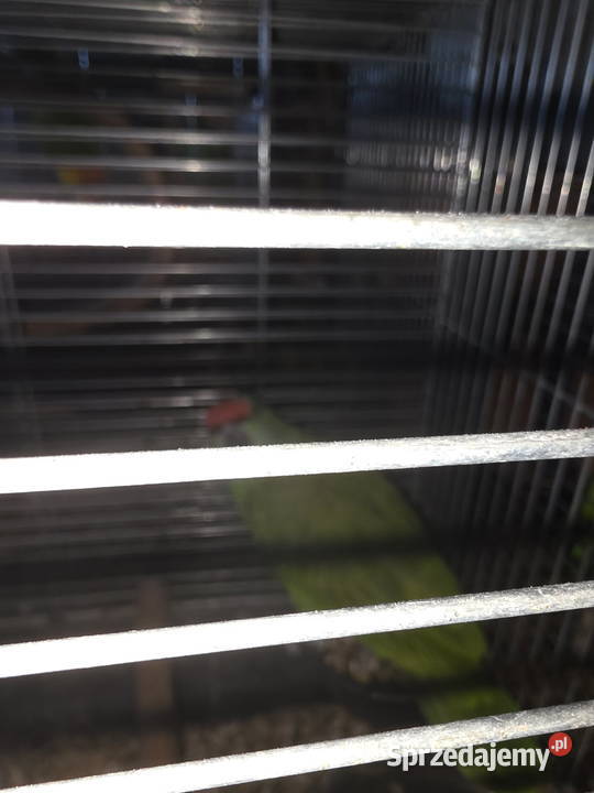 Amazonka Bodinisprzedam Kraków sprzedam