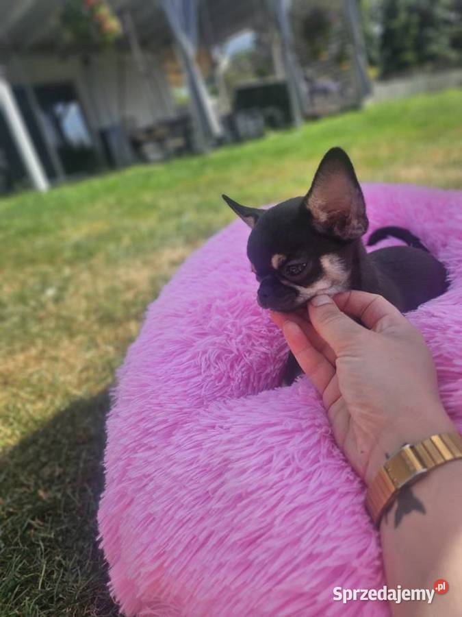 Mini dziewczynka chihuahua 11 tyg Wrocław