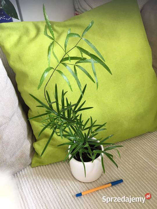 Asparagus falcatus Zielone Warszawa