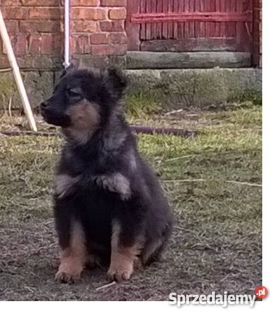 oddam szczeniaki w ręce Psy Bielawy