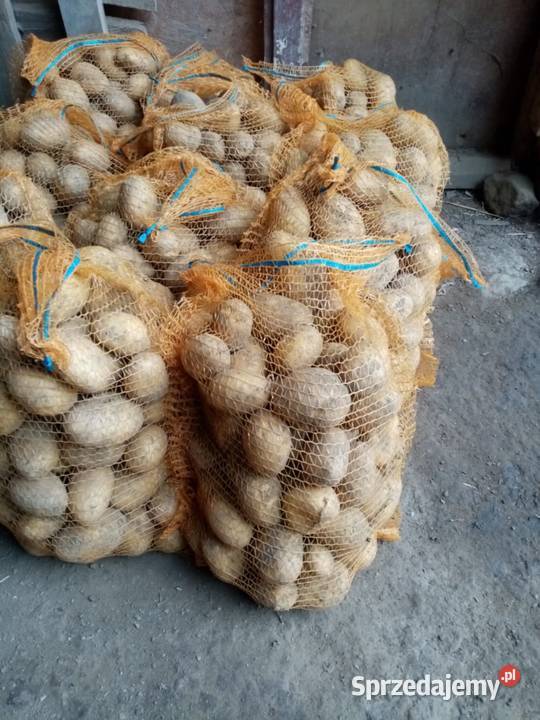 Ziemniaki jadalne odmiana Soraya