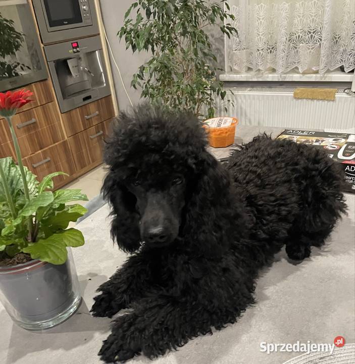 Pudel miniaturowy piesek Ostrożnica