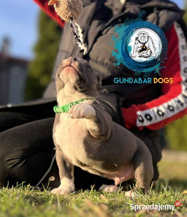 American Bully piesek ABKC wielkopolskie Koło