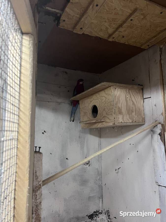 Sprzedam rozelle białolica Siepraw