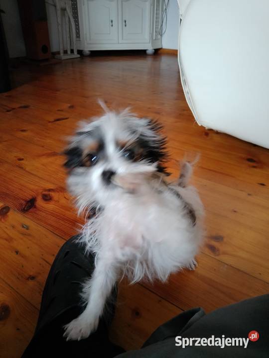 Sprzedam pieska miniaturkę Yorkshire Terrier