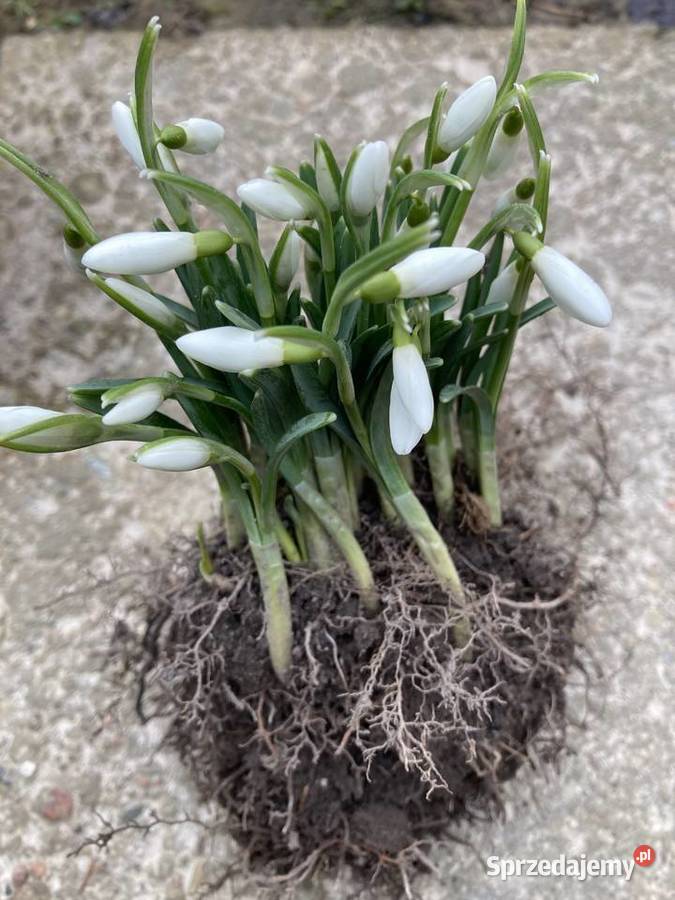 Przebiśnieg sadzonki cebule Lublin sprzedam