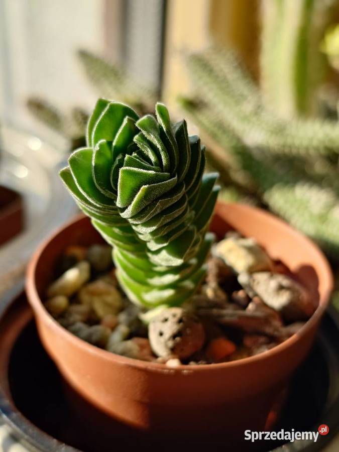Crassula Kimnachi Buddhas Temple grubosz mazowieckie Warszawa sprzedam