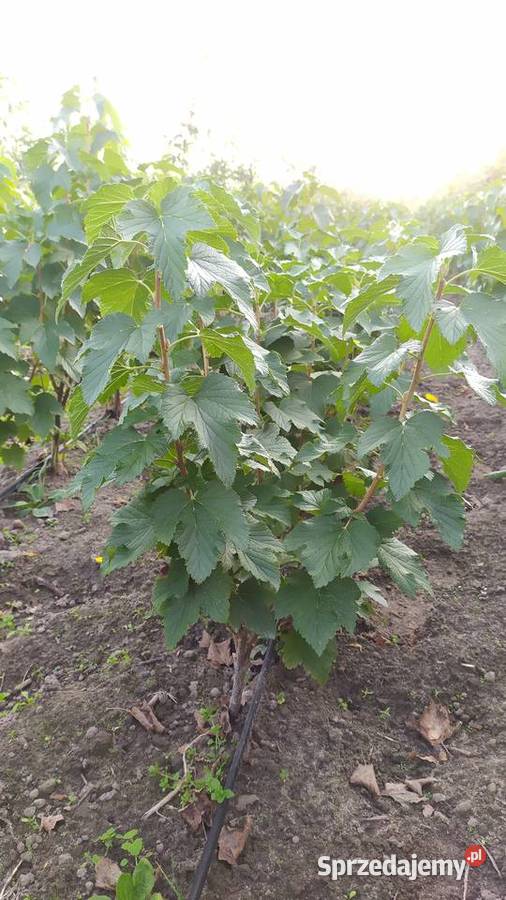 Piękne Krzaki Porzeczki Czarnej Owocna i Smaczna Dom i Ogród Chynów sprzedam