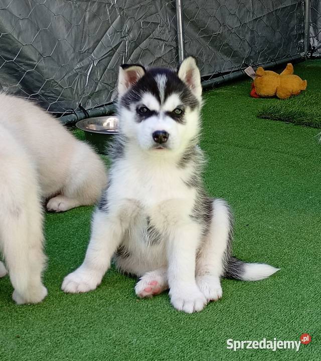 Siberian husky girl Racibórz sprzedam